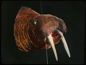 Image: A Walrus Head
